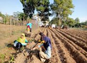 Pemerintah Tiyuh Gunung Katun Malai melaksanakan Program K31W, Dengan menam Berbagai Macam Jenis Sayur-sayuran