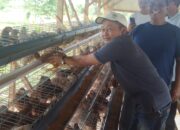 BUMT Ragem Sai Tiyuh Penumangan Resmikan Pengembangan Usaha Ayam Petelur