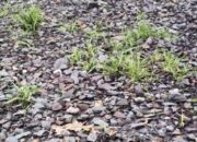 Diduga Tak Sesuai Harapan, Rekonstruksi Jalan Penumangan Baru Menuai Sorotan