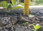 Diduga Tak Sesuai Spesifikasi, Proyek Jalan Panaragan Jaya Menuai Sorotan