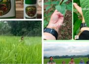 PHC Buktikan Hasil: Saatnya Petani Lampung Beralih ke Pupuk Hayati Cair