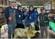 Jelang Iduladha, Lampung Libatkan 1.229 Petugas Pastikan Daging Kurban Aman dan Halal