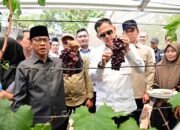 Kebun Anggur Merak Batin Disorot Mendes PDT, Benarkah Jadi Jalan Baru Ekonomi Warga?