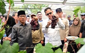 Kebun Anggur Merak Batin Disorot Mendes PDT, Benarkah Jadi Jalan Baru Ekonomi Warga?