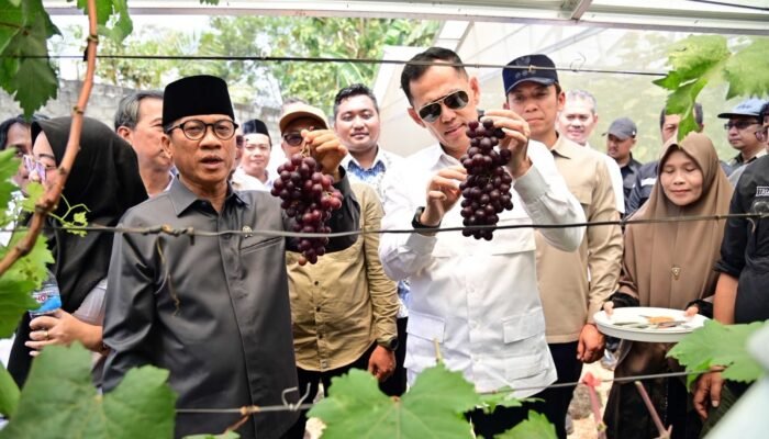 Kebun Anggur Merak Batin Disorot Mendes PDT, Benarkah Jadi Jalan Baru Ekonomi Warga?